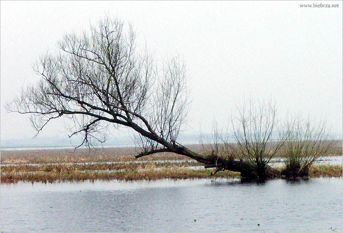 fot. Krzysztof Pochodowicz