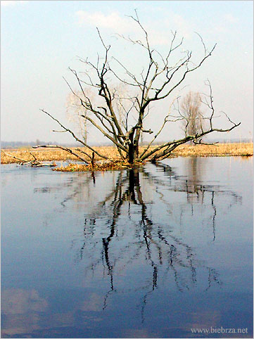 fot. Krzysztof Pochodowicz