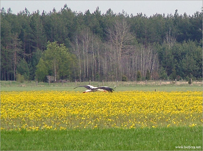 fot. Krzysztof Pochodowicz