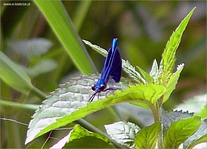 fot. Krzysztof Pochodowicz