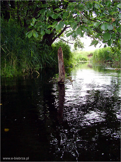 fot. Krzysztof Pochodowicz