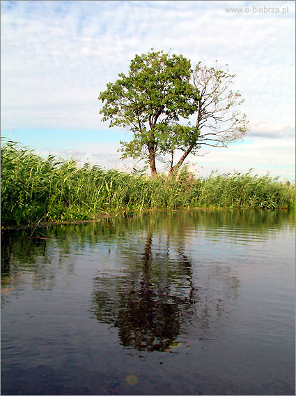 fot. Krzysztof Pochodowicz