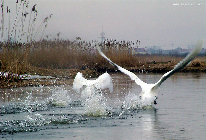 fot. K. Pochodowicz - www.biebrza.net