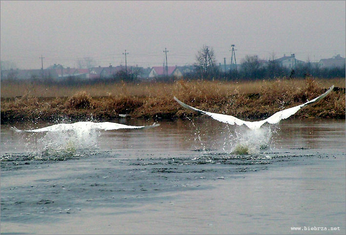 fot. K. Pochodowicz - www.biebrza.net