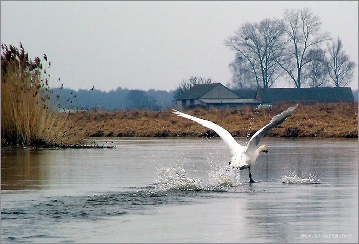 fot. K. Pochodowicz - www.biebrza.net