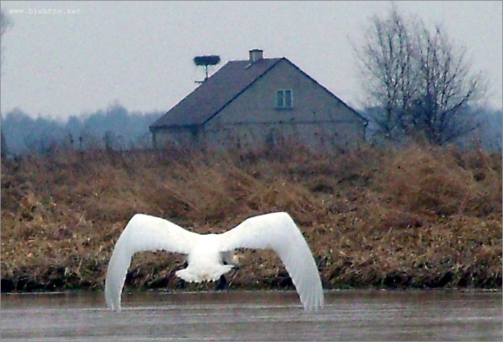 fot. K. Pochodowicz - www.biebrza.net