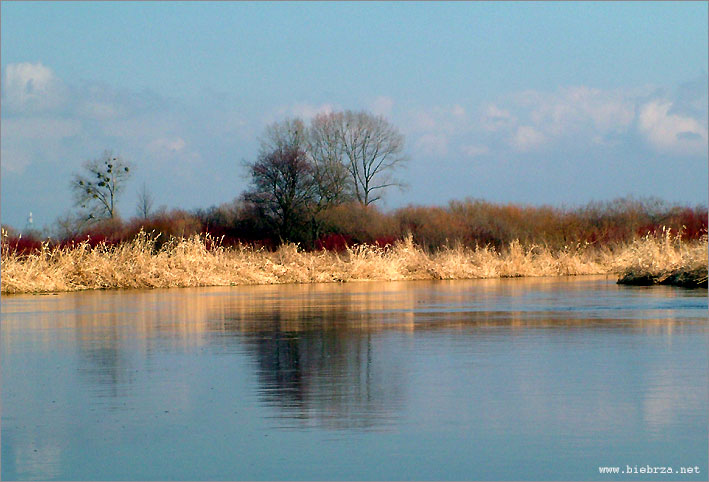 fot. K. Pochodowicz - www.biebrza.net