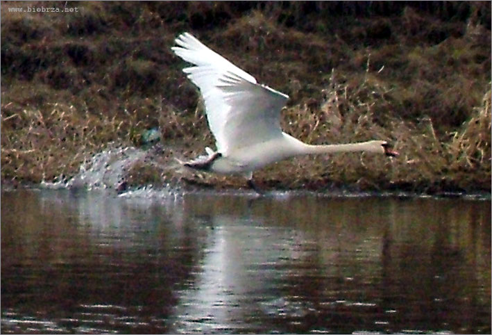 fot. K. Pochodowicz - www.biebrza.net