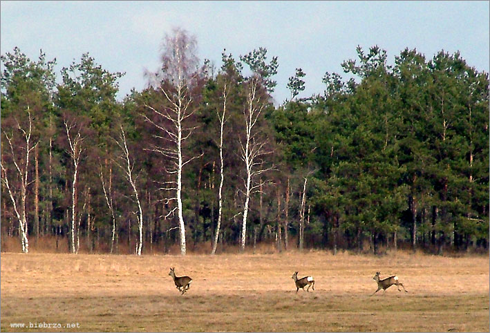 fot. K. Pochodowicz - www.biebrza.net