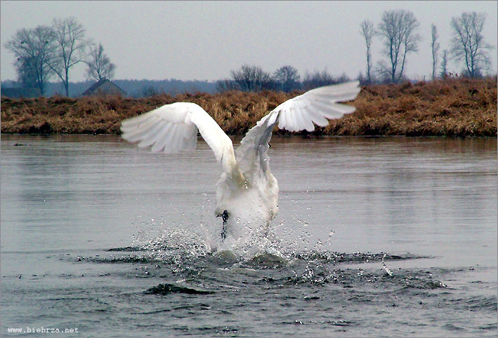 fot. K. Pochodowicz - www.biebrza.net