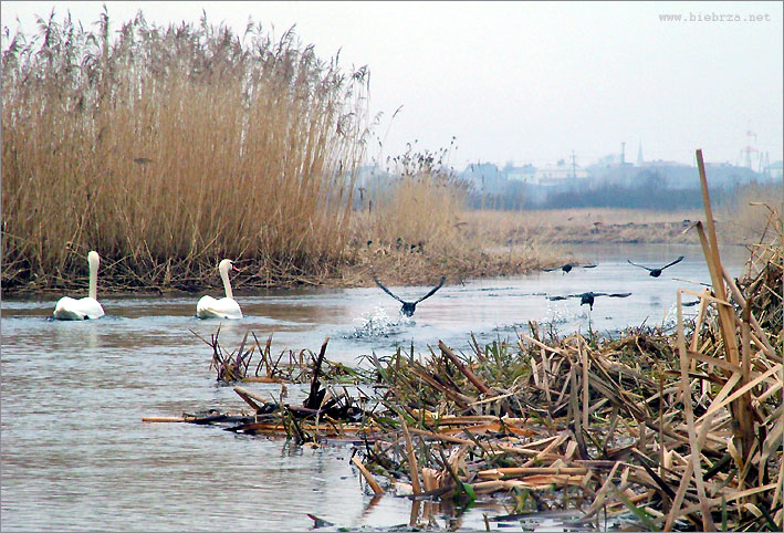 fot. K. Pochodowicz - www.biebrza.net