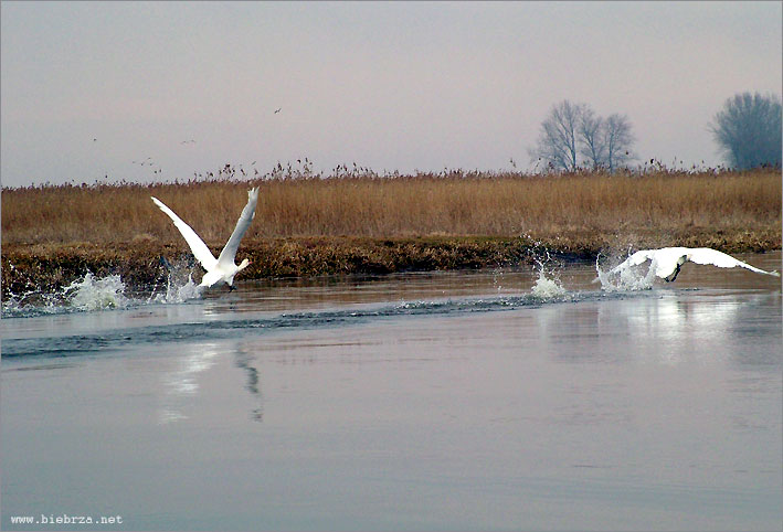 fot. K. Pochodowicz - www.biebrza.net