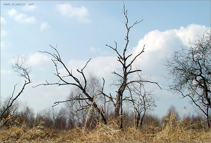 Fot. Krzysztof Pochodowicz