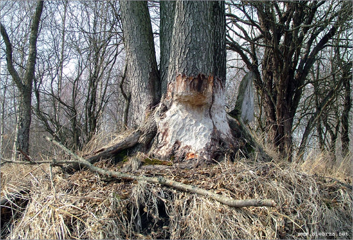 Fot. Krzysztof Pochodowicz