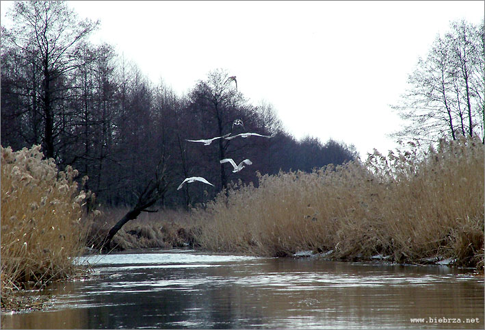 Fot. Krzysztof Pochodowicz