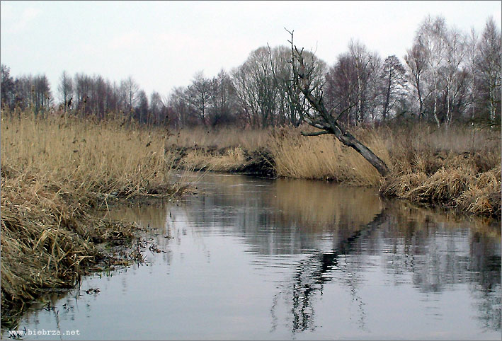 Fot. Krzysztof Pochodowicz