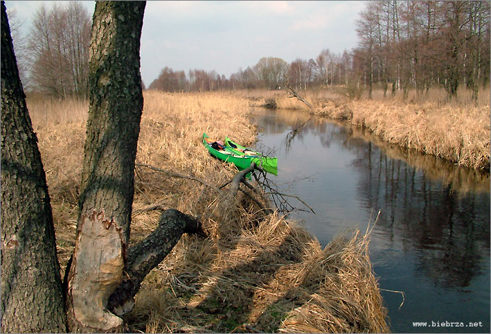 Fot. Krzysztof Pochodowicz