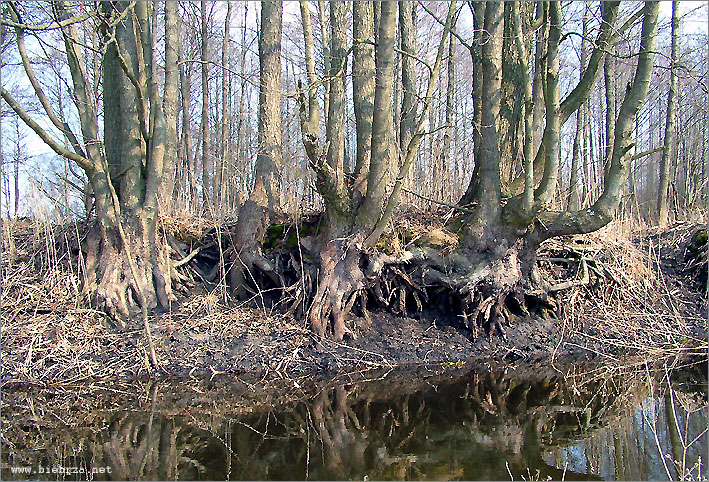 Fot. Krzysztof Pochodowicz