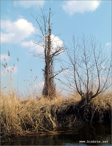 Fot. Krzysztof Pochodowicz