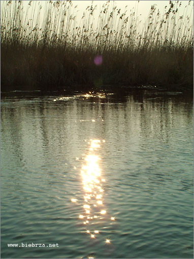 Fot. Krzysztof Pochodowicz